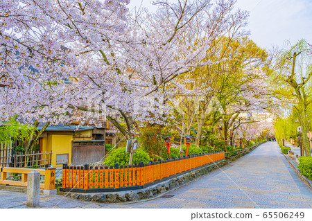 京都春天只園白河達橋 65506249