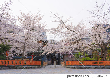 Kyoto Spring Gion Shirakawa Tatsuhashi Kyoto Spring Gion Shirakawa Tatsuhashi 65506294