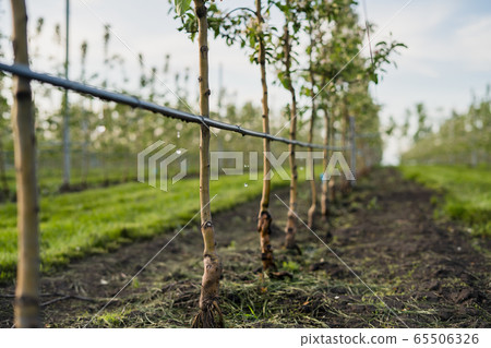 Using drip irrigation in a young apple tree garden 65506326