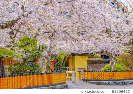 京都春天只園白河達橋 京都春天只園白河達橋 65506457