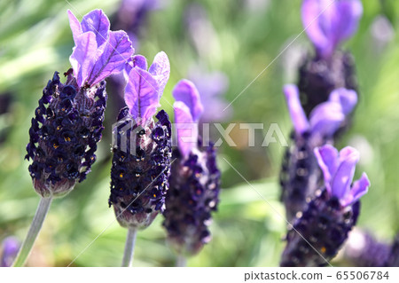 French Lavender French Lavender 65506784