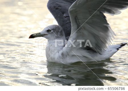 東京灣的野生鳥類/黑尾鷗 東京灣的野生鳥類/黑尾鷗 65506786
