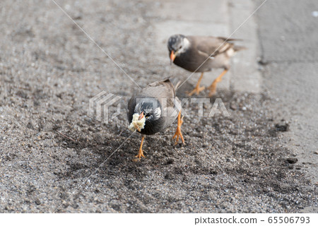 Starling with food Starling with food 65506793