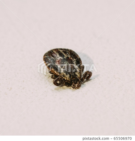 Dermacentor Reticulatus. The Ornate Cow Tick, Ornate Dog Tick, Meadow Tick, And Marsh Tick. Family Ixodidae. Ticks Are Carriers Of Dangerous Diseases. 65506970