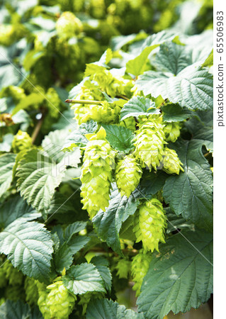 Tono's hop field 65506983