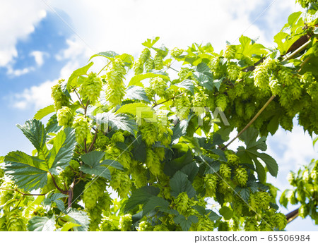 Tono's hop field 65506984