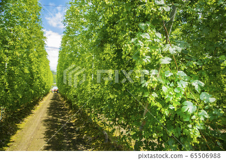 遠野的啤酒花田 65506988