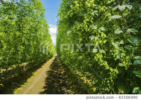 Tono's hop field 65506990