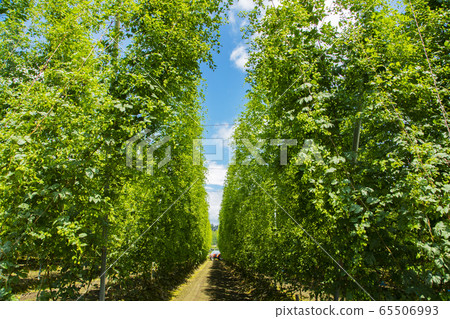 Tono's hop field 65506993