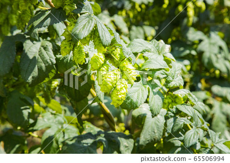 Tono's hop field Tono's hop field 65506994