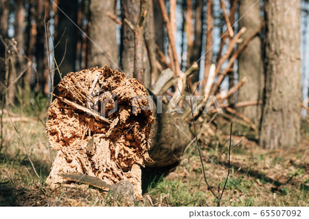 Fallen Old Pine Tree Trunk. Windfall In Forest. Storm Damage. Fallen Tree In Coniferous Forest After Strong Hurricane Wind. 65507092