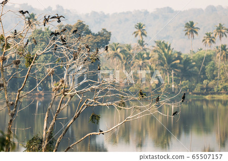 Carambolim Lake, Goa, India. The Indian Cormorants Sits On Tree Branches In Sunny Morning. Indian Shag Phalacrocorax Fuscicollis Is A Member Of The Cormorant Family Carambolim Lake, Goa, India. The Indian Cormorants Sits On Tree Branches In Sunny Morning. Indian Shag Phalacrocorax Fuscicollis Is A Member Of The Cormorant Family 65507157