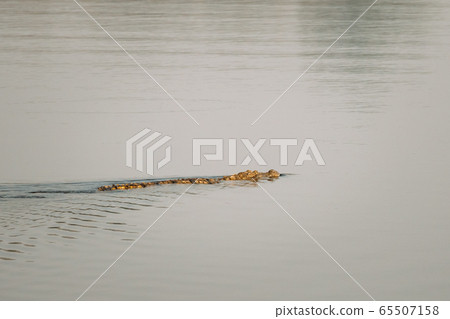 Carambolim Lake, Goa, India. Mugger Crocodile Or Crocodylus Palustris. Marsh Crocodile, Broad-snouted Crocodile Swims in Water Carambolim Lake, Goa, India. Mugger Crocodile Or Crocodylus Palustris. Marsh Crocodile, Broad-snouted Crocodile Swims in Water 65507158