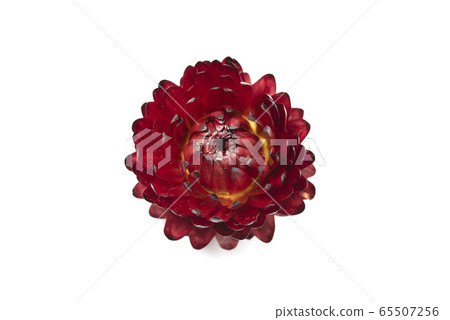 Caesar shellfish Caesar shellfish 65507256