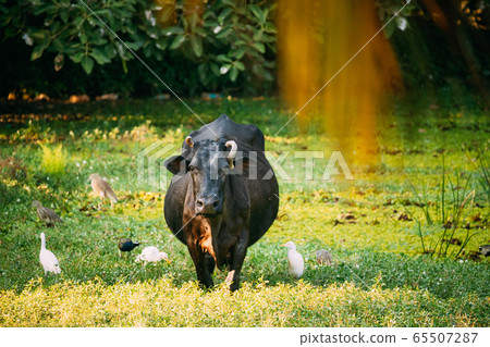 Goa, India. Cow Walking With Little Egrets In Swamp 65507287