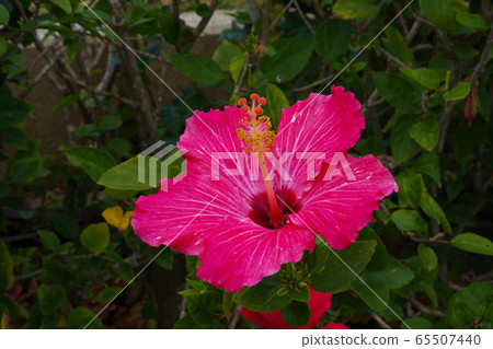 Hibiscus Okinawa resort pink flowers 65507440