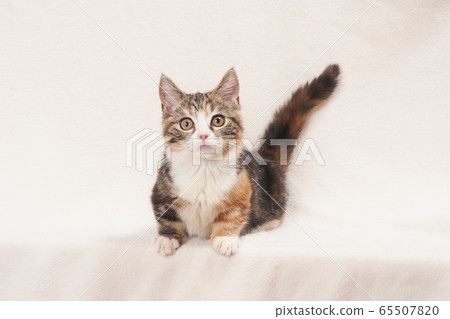 小貓抬尾 65507820