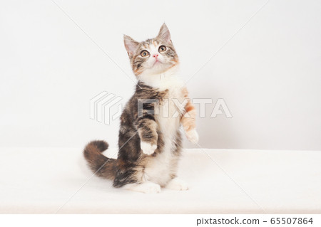 kitten standing up