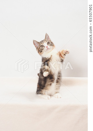 kitten standing up