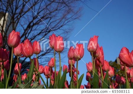 Pink tulip blue sky 65508311