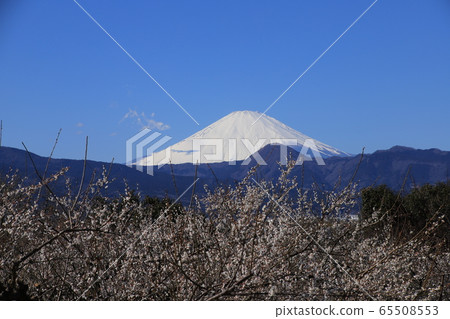 Ume and Mt. Fuji Location: Soga (Odawara City, Kanagawa Prefecture) 65508553