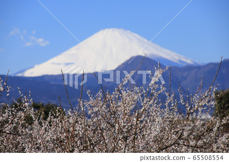 Ume and Fuji in the distance Photography location: Soga (Odawara City, Kanagawa Prefecture) 65508554