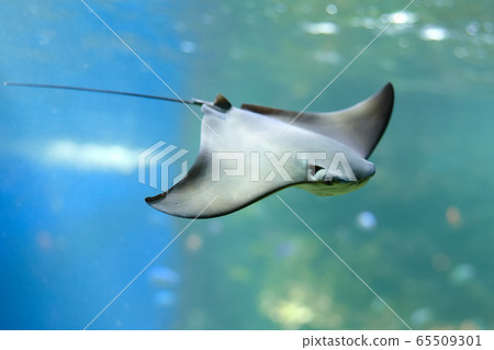 Stingray swimms under blue water. Closeup Stingray Stingray swimms under blue water. Closeup Stingray 65509301