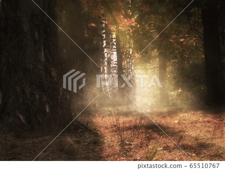 Foggy autumn forest at sunrise Foggy autumn forest at sunrise 65510767