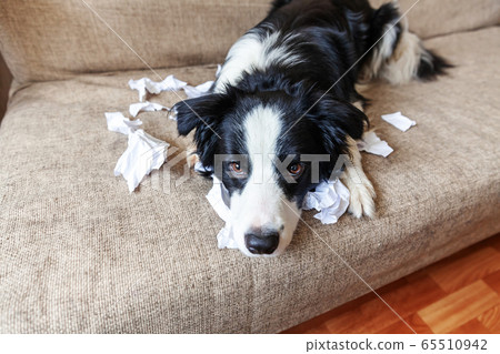 Naughty playful puppy dog border collie after 65510942