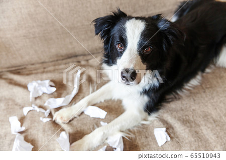 Naughty playful puppy dog border collie after 65510943