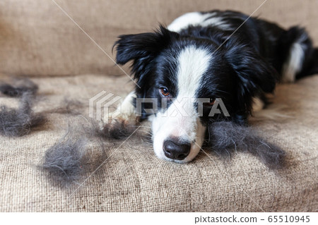Funny portrait of cute puppy dog border collie 65510945
