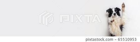 Funny studio portrait of cute smiling puppy dog 65510953