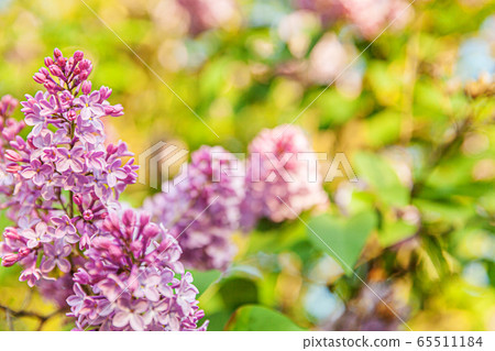 Beautiful smell violet purple lilac blossom 65511184