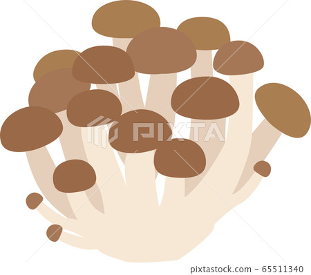 Illustration material Bunsameji, shimeji mushrooms, mushrooms, autumn dishes vector Illustration material Bunsameji, shimeji mushrooms, mushrooms, autumn dishes vector 65511340