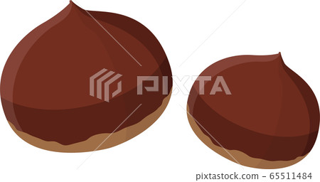 Illustration material chestnut chestnut chestnut fruit fruit autumn vector 65511484