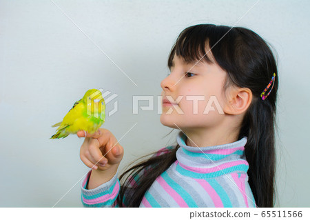 Cool budgie. A cute yellow budgerigar is sitting Cool budgie. A cute yellow budgerigar is sitting 65511566