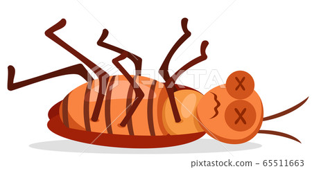 Cockroach insect nailed lies on a white background Cockroach insect nailed lies on a white background 65511663