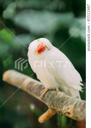 Funny Rose-ringed Parakeet Also Known As The Ring-necked Parakeet. Wild Bird Funny Rose-ringed Parakeet Also Known As The Ring-necked Parakeet. Wild Bird 65511997