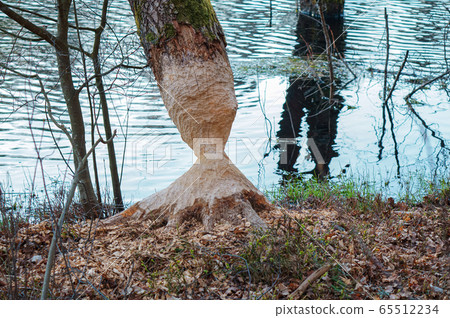 the beaver teeth marks on a tree trunk, tree the beaver teeth marks on a tree trunk, tree 65512234