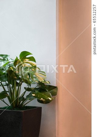 Monstera plant leafs on the grey and beige background in interior. Monstera plant leafs on the grey and beige background in interior. 65512257