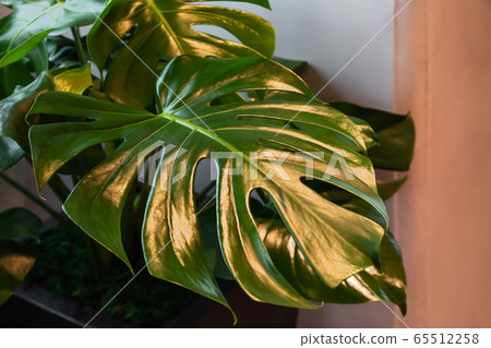 Monstera plant leafs on the grey and beige background in interior. 65512258