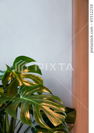 Monstera plant leafs on the grey and beige background in interior. 65512259