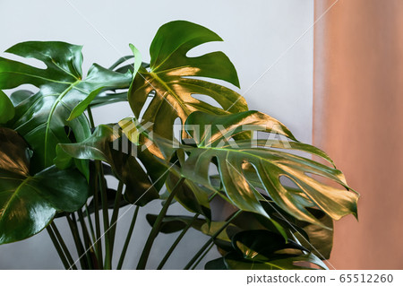Monstera plant leafs on the grey and beige background in interior. 65512260