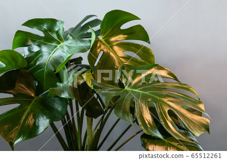 Monstera plant leafs on the grey background in interior. Monstera plant leafs on the grey background in interior. 65512261
