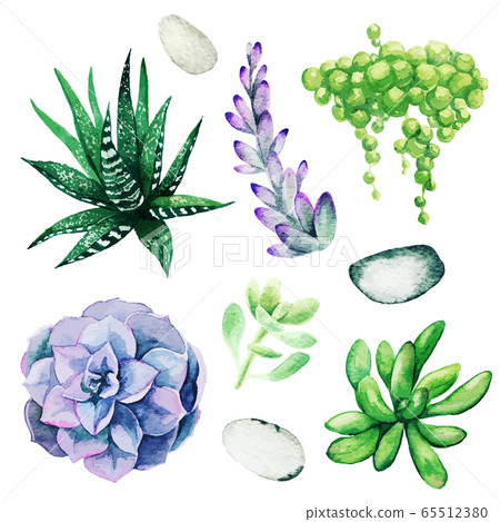 Watercolor set of bright hand drawn succulents, hand drawn 65512380