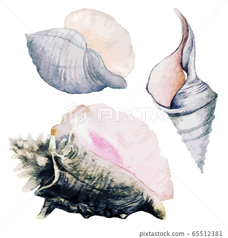Set of three watercolor sea shells, full color 65512381