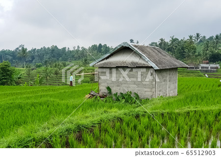 View on a cowshed on rice terraces Jatiluwih 65512903