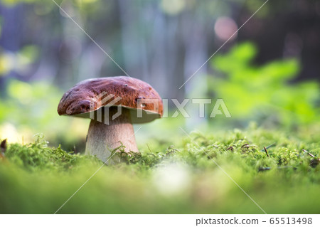 Big white mushroom in autumn forest 65513498