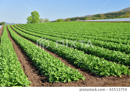 Photographs of summer radish growing in the upland farming area of Kikyo-cho, Hakodate, Hokkaido in early summer 65513759