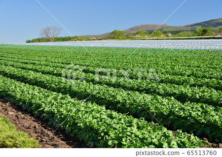 Photographs of summer radish growing in the upland farming area of Kikyo-cho, Hakodate, Hokkaido in early summer 65513760